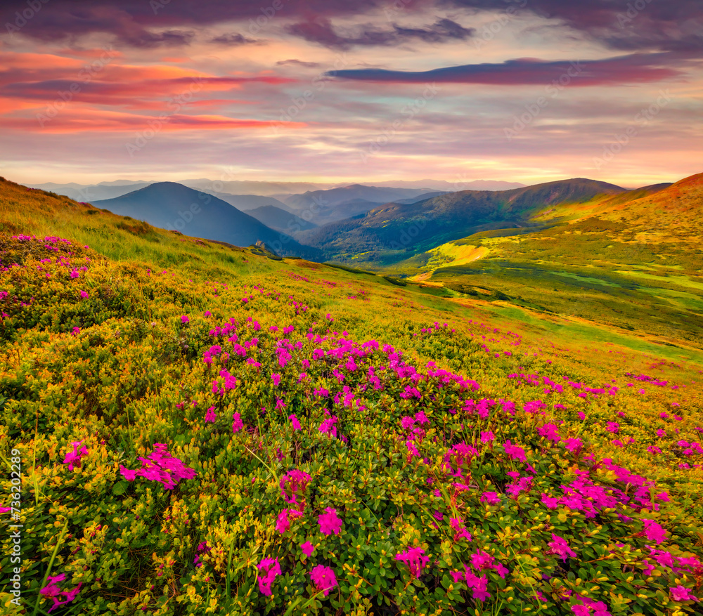 Fototapeta premium Superb morning scene of Chornogora mountain range. Blooming pink rhododendron flowers on Carpathian hills. Beauty of nature concept background.