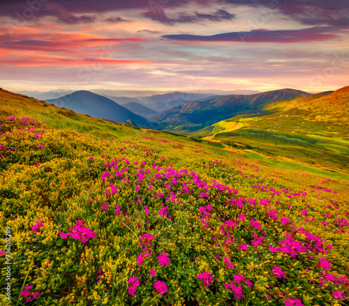 Superb morning scene of Chornogora mountain range. Blooming pink rhododendron flowers on Carpathian hills. Beauty of nature concept background.