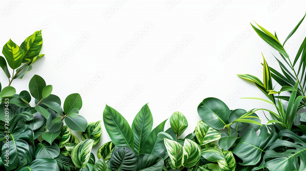 Green leaf frame: botanical border of fresh leaves and herbs in a white background.