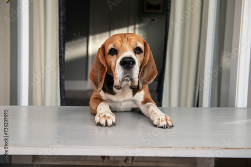 serious beagle dog looking at the table