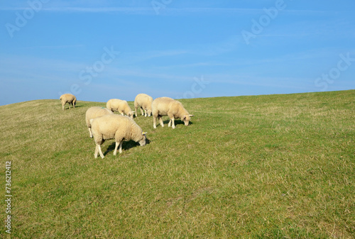 Sheep grazing on green grass with a blue sky