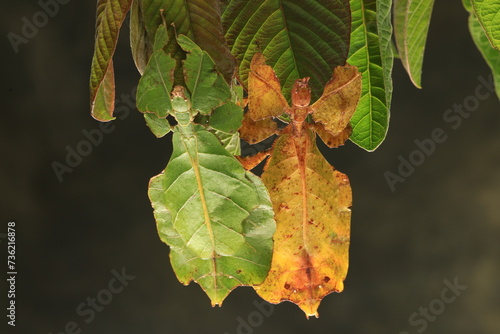 Leaf insect (Cryptophyllium westwoodii) is a species of leaf insect in the family Phylliidae. , usually green insects that are known for their striking leaflike aappearance.