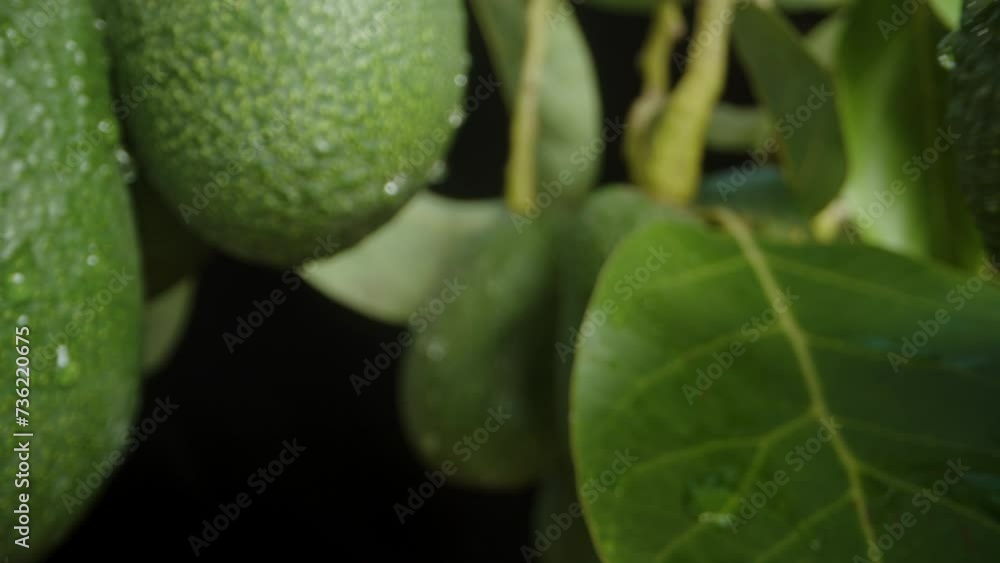Water Droplets on Avocado under Sunbeams. Dolly slider extreme close-up. Water Droplets on Avocado under Sunbeams. Dolly slider extreme close-up.