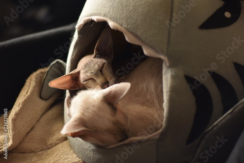 two sleeping cats