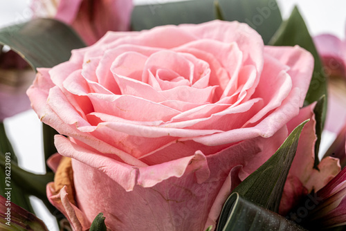 Close up of pink rose. Detail of pink petals flower. Pink rose background.