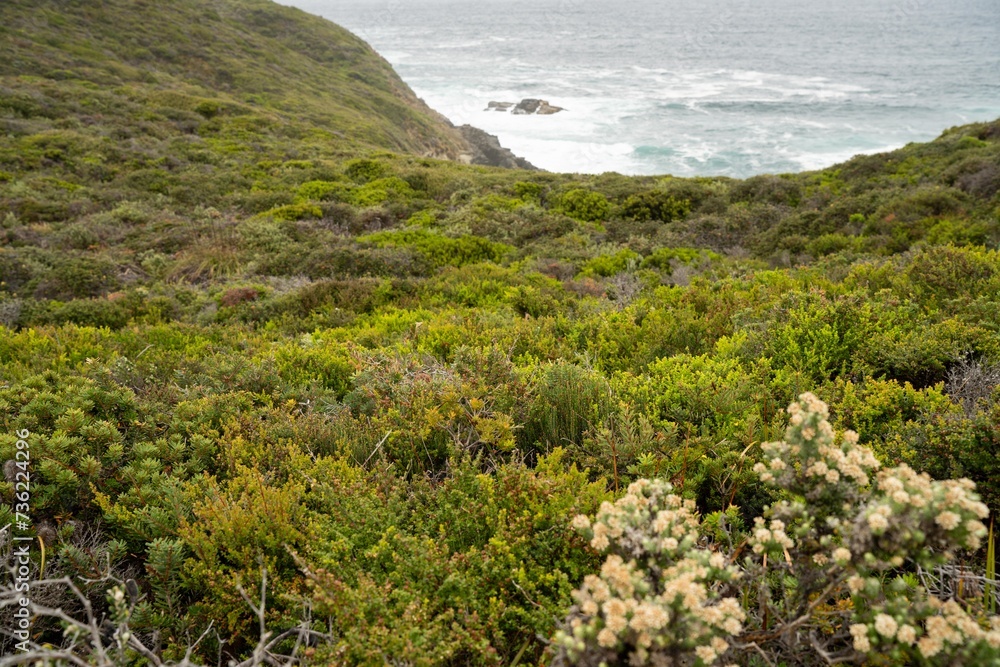 coastal native australian plants growing on a cliff in tasmania australia in summer
