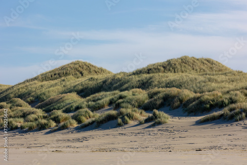 White sand beach at north sea coast, European marram grass (beach grass) on the dune, Ammophila arenaria is a species of grass in the family Poaceae, Dutch Wadden Sea island, Terschelling, Netherlands photo