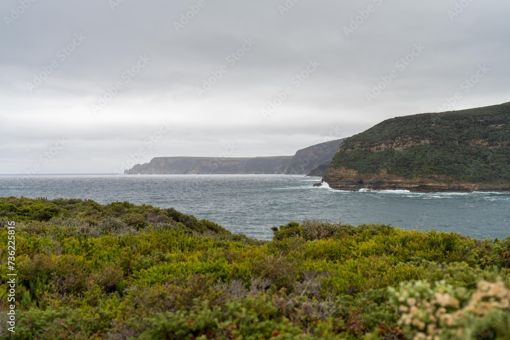 coastal native australian plants growing on a cliff in tasmania australia in summer coastal native australian plants growing on a cliff in tasmania australia in summer