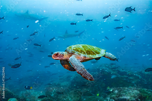 Galapagos Green Sea Turtle in Underwater Reef Scene