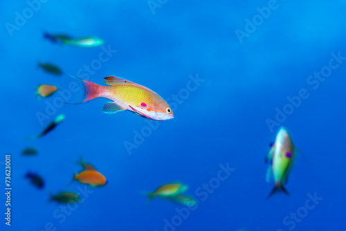 Fototapeta Naklejka Na Ścianę i Meble -  Lyretail Anthias in Red Sea Underwater Scene