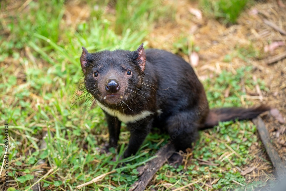 Beautiful tasmanian devil in the Tasmanian bush. Australian wildlife in a national park in Australia in spring Beautiful tasmanian devil in the Tasmanian bush. Australian wildlife in a national park in Australia in spring