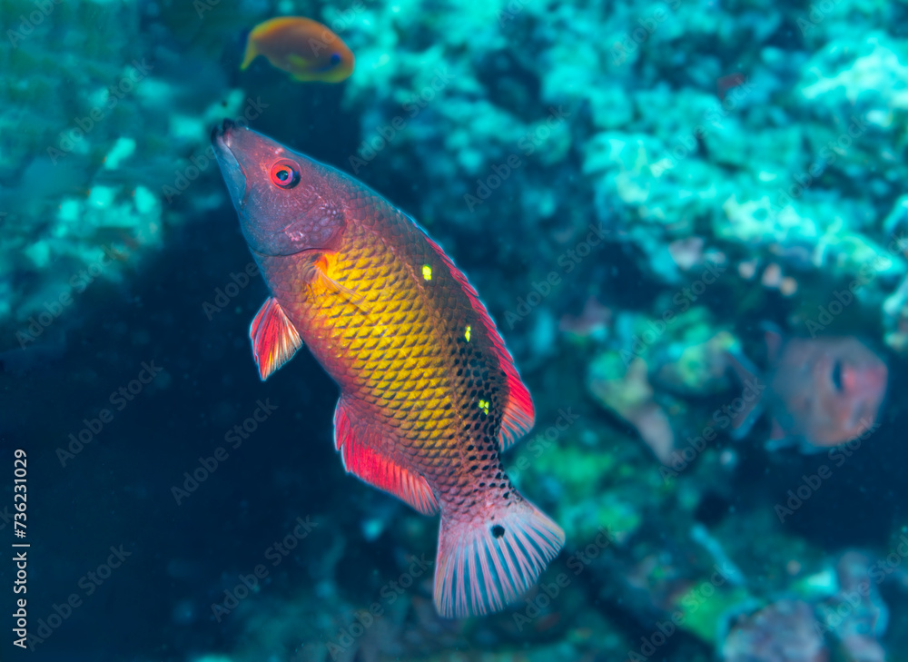 Naklejka premium Diana's Hogfish in the Red Sea