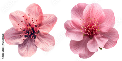 Pink Flowering Bloom Set Isolated on Transparent or White Background, PNG