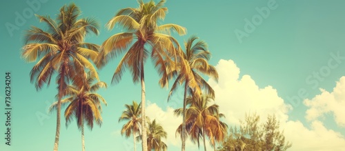 Tropical paradise with a group of lush green palm trees swaying in the breeze under clear blue sky