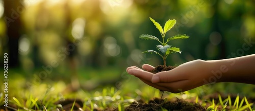 Earth Day. Female Hand Holding Tree Seedlings, Symbolizing Forest Conservation and Environmental Awareness Against a Bokeh Green Background of Natures Growth.