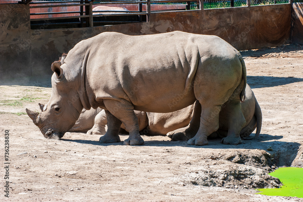 rhino in the zoo