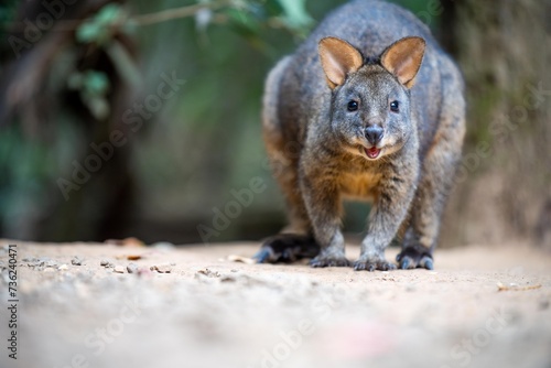 Beautiful kangaroo  pademelon and wallaby in the Australian bush  in the blue mountains  nsw. Australian wildlife in a national park