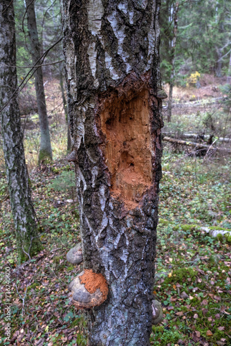 woodpecker hole in tree