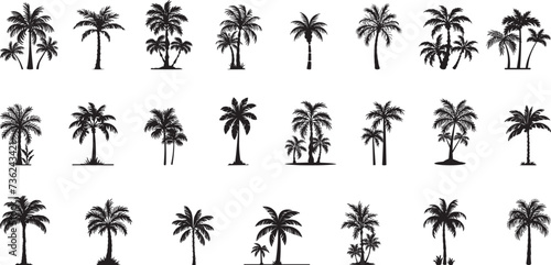 Set tropical palm trees with leaves  mature and young plants  black silhouettes isolated on white background. Vector