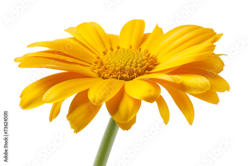 yellow daisy against a white background in the style 