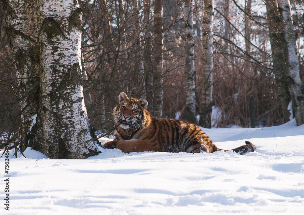 Siberian tiger, Panthera tigris altaica in a taiga filled with snow, Animal relax on snow