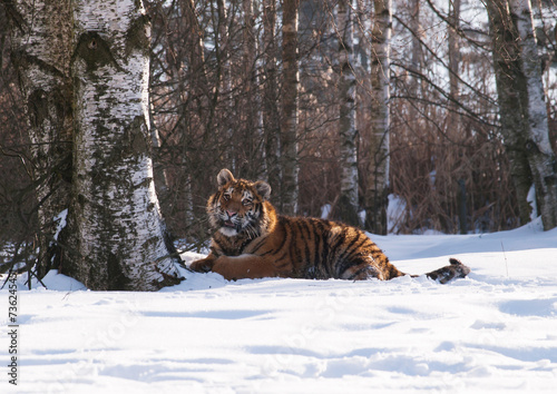 Siberian tiger, Panthera tigris altaica in a taiga filled with snow, Animal relax on snow