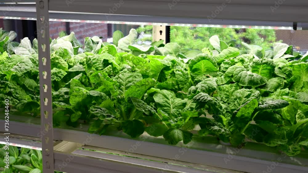 Closeup panning right to left on Indoor hydroponic vegetable farming with led lighting in controlled environment Closeup panning right to left on Indoor hydroponic vegetable farming with led lighting in controlled environment