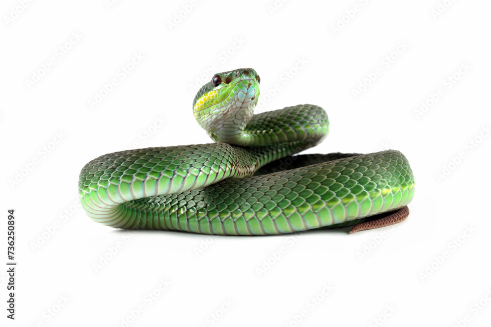 Fototapeta premium Green viper snake isolated on white, trimeresurus albolabris 