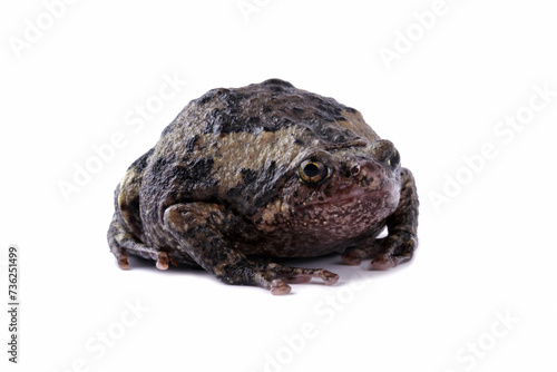 Banded bullfrog kaloula pulchra toad isolated on white photo