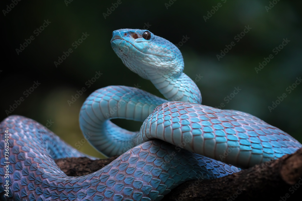 Fototapeta premium Blue viper snake closeup on branch,blue insularis,Trimeresurus Insularis