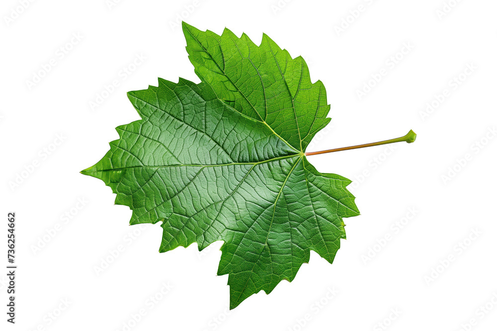 Grapevine leaf isolated on white Grapevine leaf isolated on white