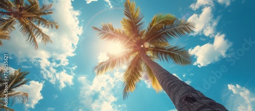 Tropical palm tree silhouette with the sun shining through, creating a magical summer atmosphere © 2rogan