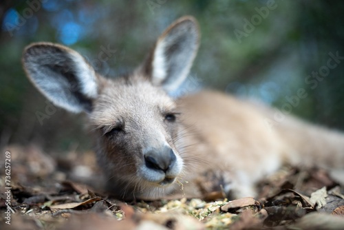 wallaby in a national park in Australia. Native Australian wildlife. photo