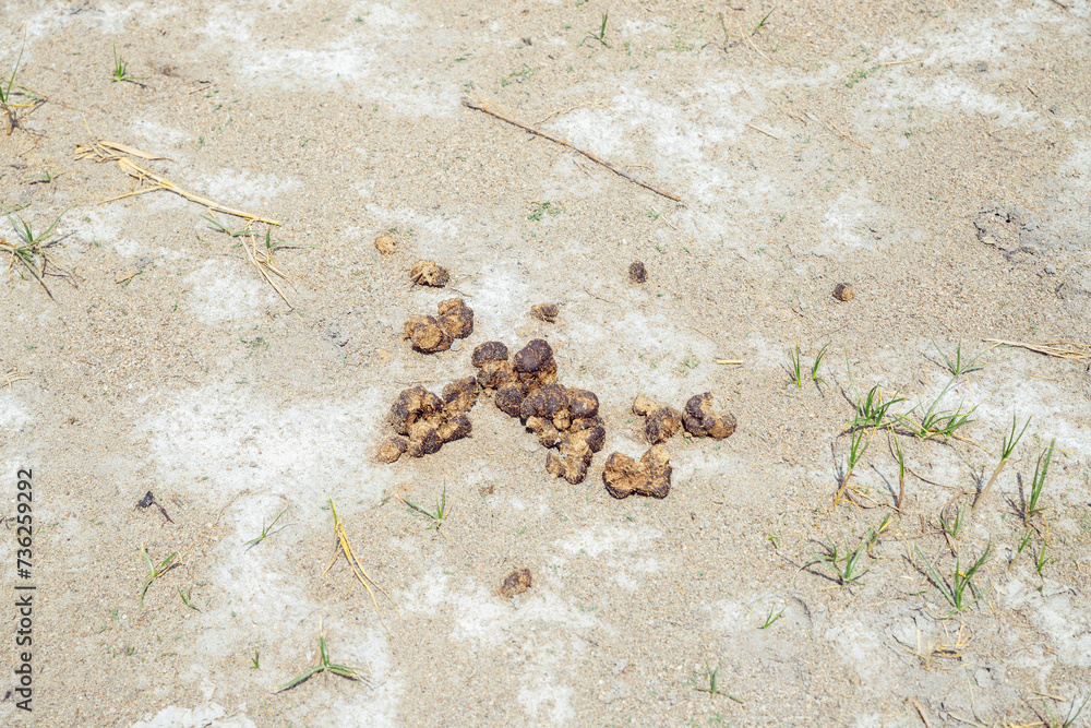 Horse manure. Horse poops or manures or feces poop on ground