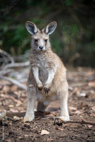 Beautiful kangaroo, pademelon and wallaby in the Australian bush, in the blue mountains, nsw. Australian wildlife in a national park © William