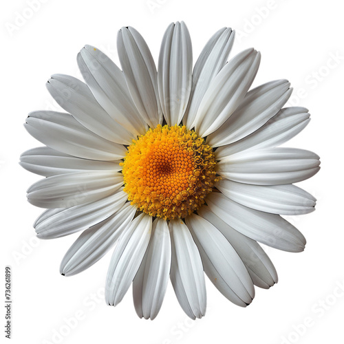 A single daisy separated from the plant. A symbol of beauty  innocence  patience and hope. isolated on white .png 