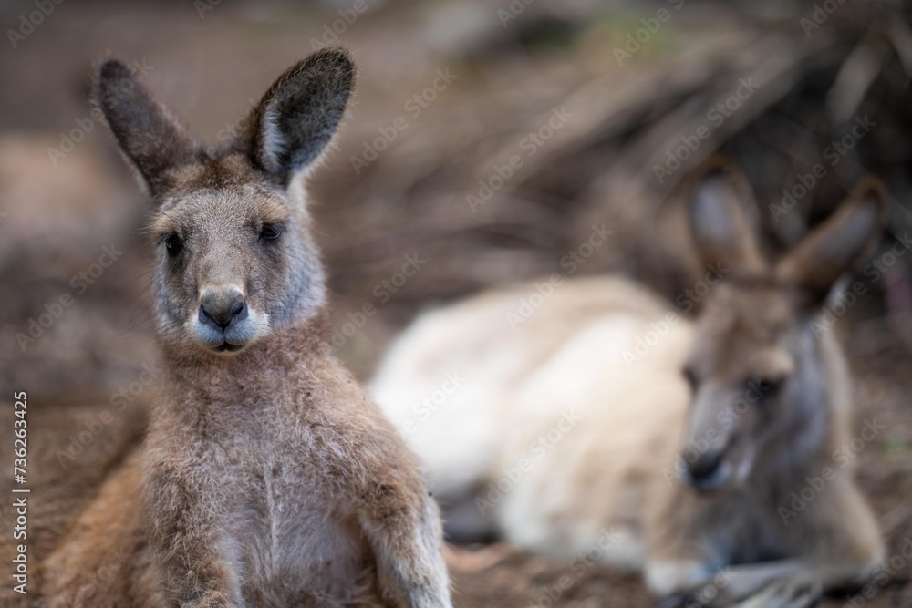 Beautiful kangaroo, pademelon and wallaby in the Australian bush, in the blue mountains, nsw. Australian wildlife in a national park