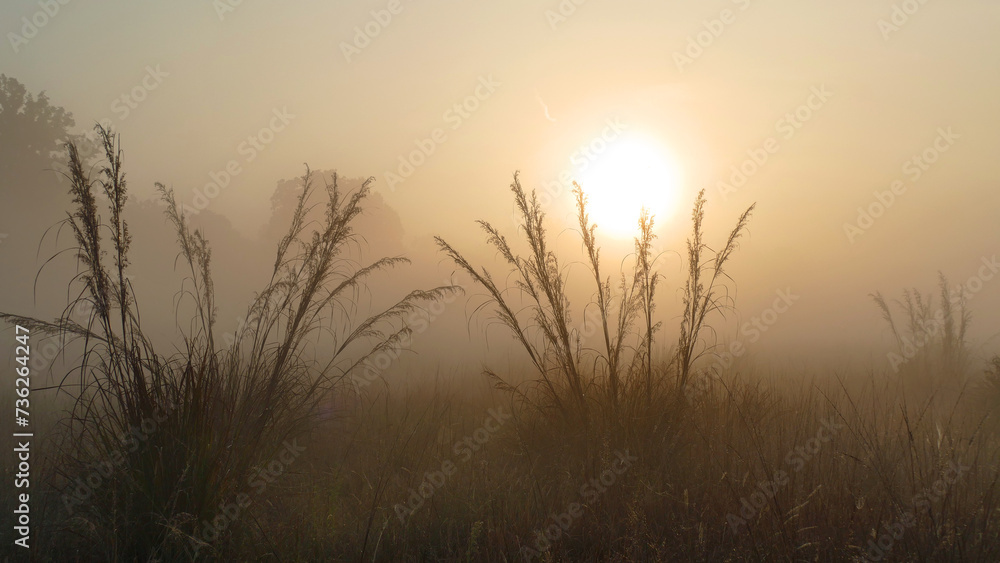 Morning fog in Kanha NP