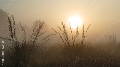 Morning fog in Kanha NP