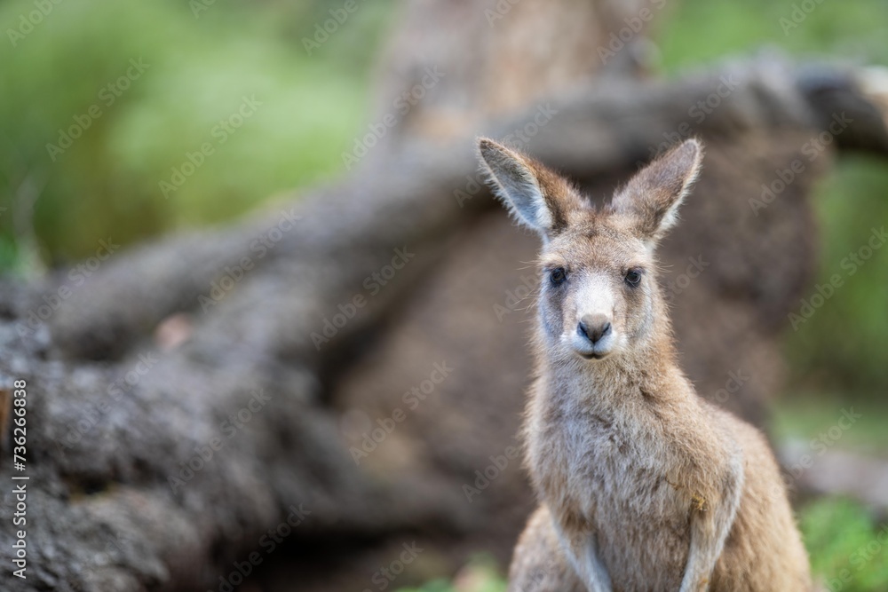 Beautiful kangaroo in the Australian bush, in the blue mountains, nsw. Australian wildlife in a national park in Australia.