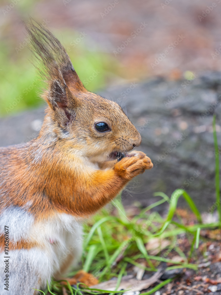 Close-up Portrait of Squirrel. Squirrel eats a nut while sitting in green grass. Close-up Portrait of Squirrel. Squirrel eats a nut while sitting in green grass.