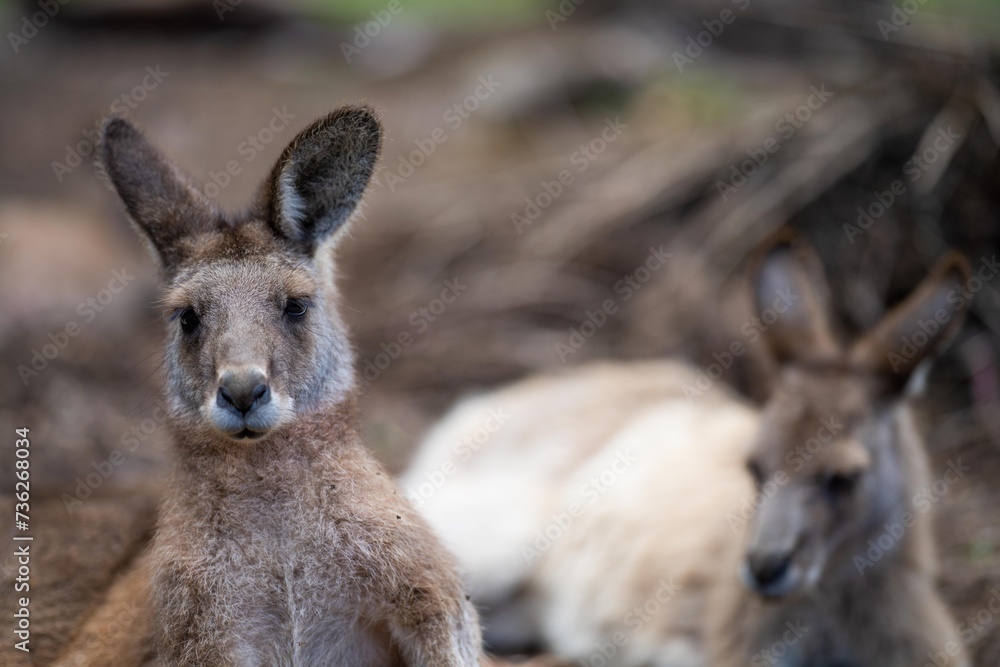 Beautiful kangaroo in the Australian bush, in the blue mountains, nsw. Australian wildlife in a national park in Australia. Beautiful kangaroo in the Australian bush, in the blue mountains, nsw. Australian wildlife in a national park in Australia.