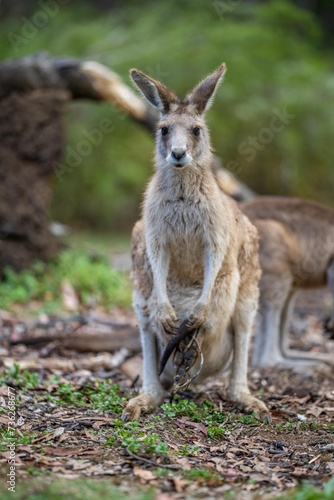 Beautiful kangaroo, pademelon and wallaby in the Australian bush, in the blue mountains, nsw. Australian wildlife in a national park © William