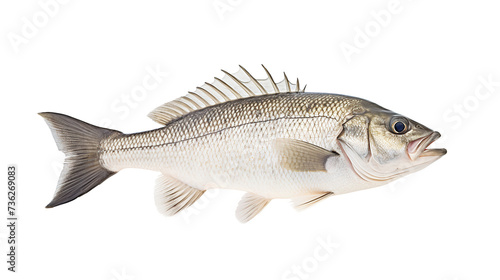 sea bass fish