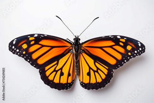 Beautiful monarch butterfly background and Colorful flying butterflies illustration