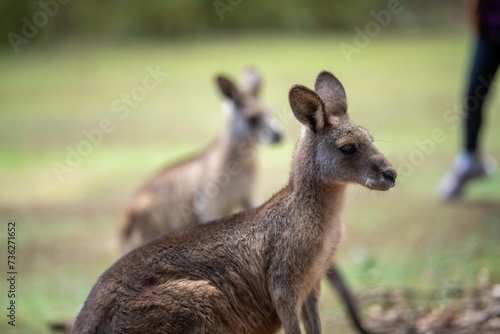 Fototapeta Naklejka Na Ścianę i Meble -  Beautiful kangaroo, pademelon and wallaby in the Australian bush, in the blue mountains, nsw. Australian wildlife in a national park