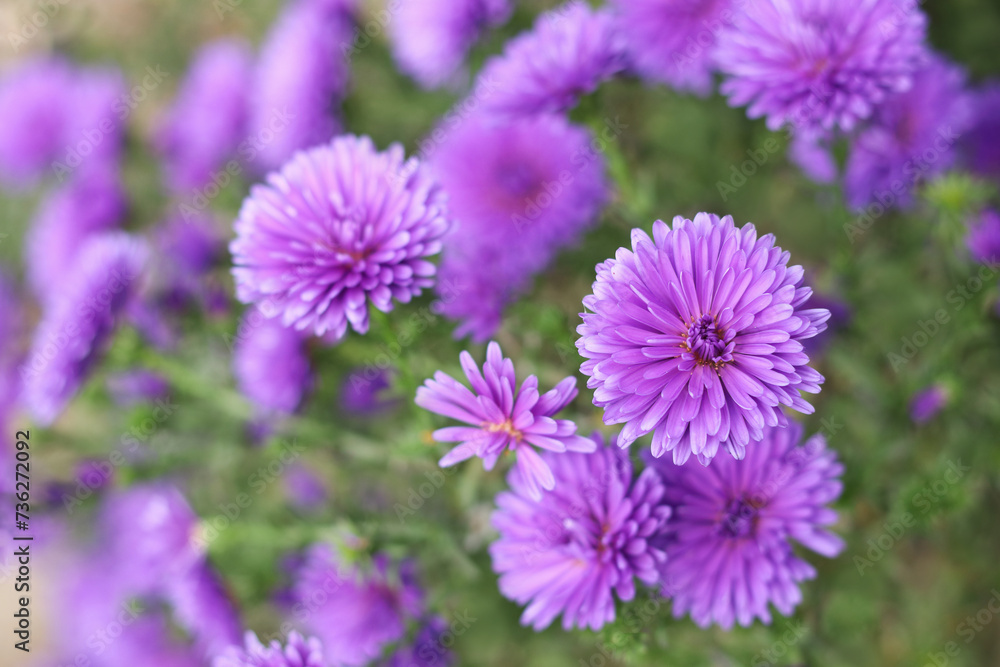 Purple Chrysanthemum. Flower head. Bouquet of purple autumn Chrysanthemum. Autumn violet flowers. Flowering chrysanthemums in autumn garden. Background for a beautiful greeting card. Valentine's Day