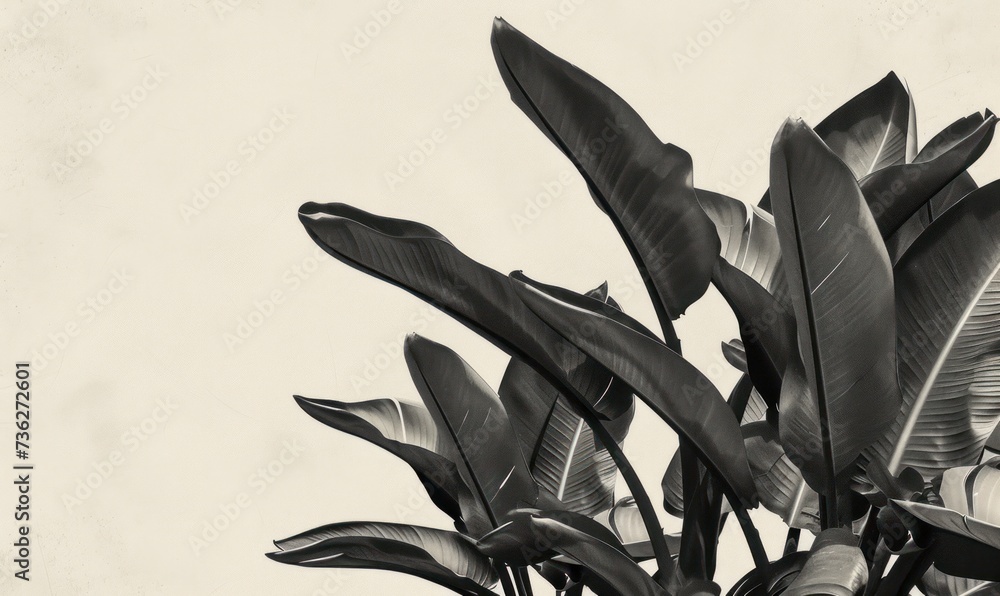 banana leaves exotic minimalistic art design illustration banana leaves exotic minimalistic art design illustration