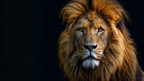 Portrait of a beautiful lion and copy space. Lion in dark. generative ai
