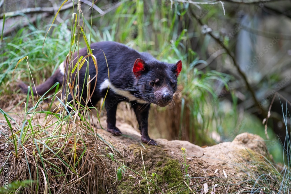 Beautiful tasmanian devil in the Tasmanian bush. Australian wildlife in a national park in Australia in spring Beautiful tasmanian devil in the Tasmanian bush. Australian wildlife in a national park in Australia in spring